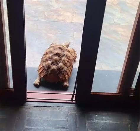 烏龜爬到家門口
